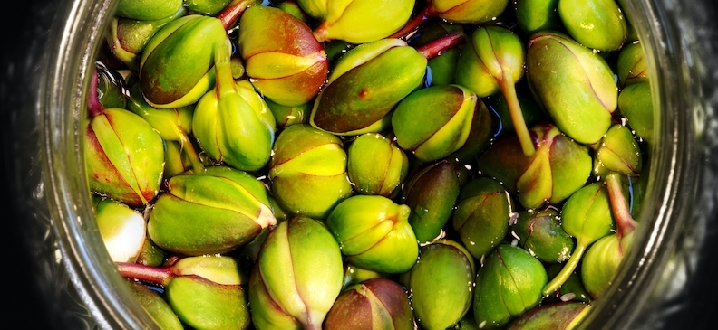 Каперсы: польза и вред, применение в кулинарии и для похудения