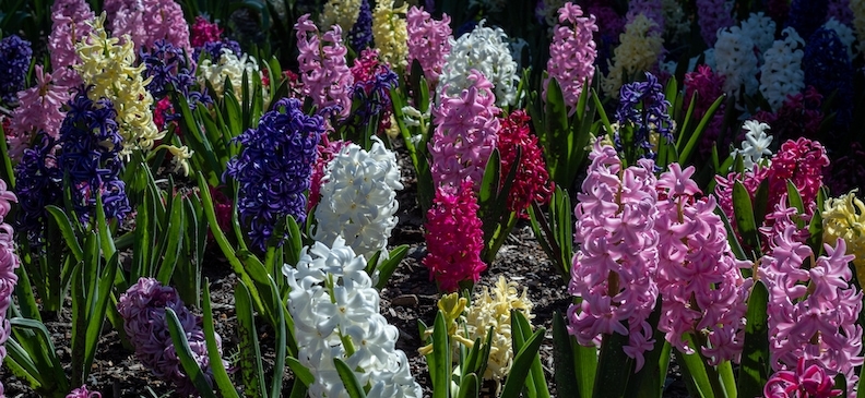 Черри (помидоры): полезные свойства, применение и польза для здоровья