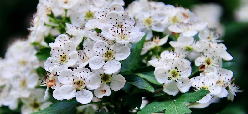 Боярышник: полезные свойства, вред и применение