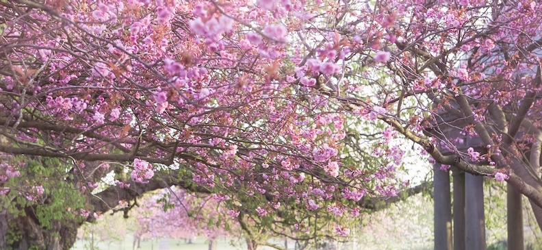 Физалис земляничный: полезные свойства, вред и применение