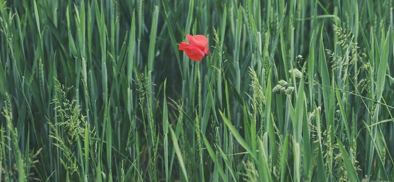 Момбин красный: польза, вред и способы применения